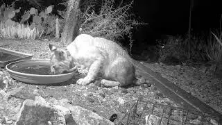 20230501 Bobcat