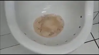 MICT&Oacute;RIO - Desincrustante - Elimina mal odor.