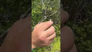 Picking up giant spiders 😱 🕷️ #golden  #orbweaver #bananaspider #spiders