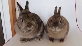 鼻をヒクヒクさせる2匹のうさぎ。 - Konatsu & Koharu to nose twitching.