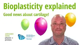Bioplasticity and cartilage - Adelaide Physio