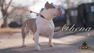 Pocket Bully Piebald Lilac Tri, Unique Color
