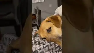 SOMETHING UNUSUAL: My cute dog BIZARRE sleep habits!