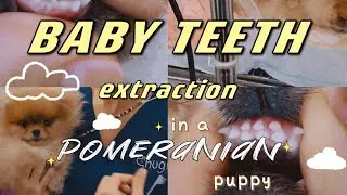 Pomeranian baby teeth extraction & recovery | Puppy teeth not falling out | Two rows of teeth