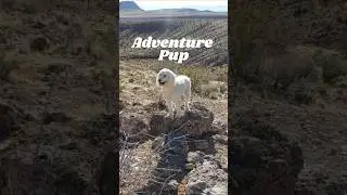 Adventure Pup! #adventurepup #rascaltheadventurepup #redrocks #drone #dronevideo