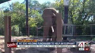 KC Zoo elephant has disease common to humans