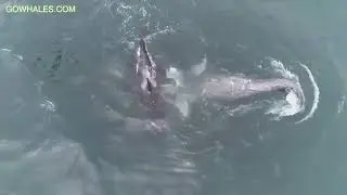 Orca Whales Feed on Gray Whale Calf in Monterey Bay