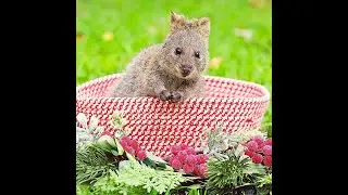 Cutest Quokka Eating A Leaf Compilation The Happiest Animals in The World Baby Animals ASMR