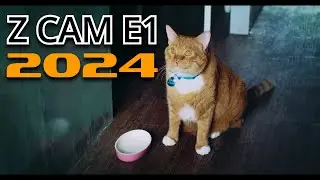 My cat, Nono - Quick Test | Z CAM E1