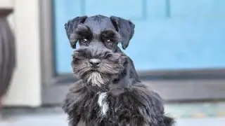 ADORABLE Schnauzer has an ADORABLE Personality - Stella in Training!
