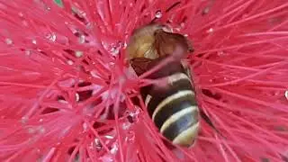 Bunga kaliandra lusiana disukai  lebah