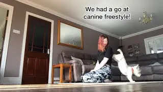 Canine Freestyle - Louby the Westie