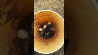 Caught a snake sneaking in to the duck coop