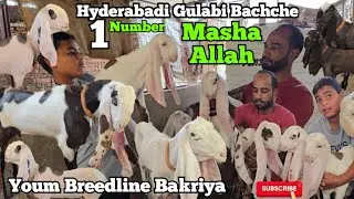 Pure Quality Hyderabadi Gulabi Goats Kids|✓ Hyderabadi Bakriya | Amberpet | Hyderabad