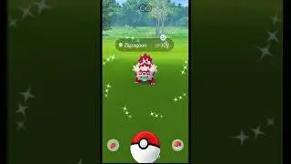 shiny zigzagoon is in wild ✨#pokemongo #pokemon #shinyzigzagoon