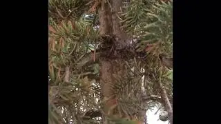 Healthy Sub Alpine Fir Kills Aphids