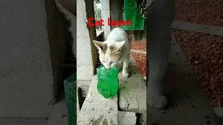 Cat 🇧🇩#shorts #cat #cats #catlover #catshorts #shortsfeed #shortsviral #shortsindia #foryou #vs