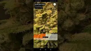 Savage Toddy - Gorilla glue