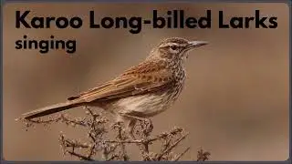KAROO LONG-BILLED LARKS singing their loud, far-carrying whistle song