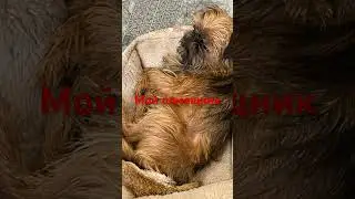 Знакомьтесь, Байрон #собака #суперсобака #животные #собакарубик #милота #dogs #собаки #кино #обзор