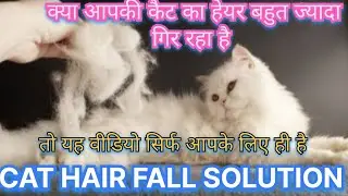 Cat hair fall solution | STOP Cat Hair FALL with THIS Simple Solution?#viralvideo