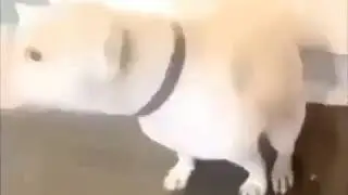 Dog dancing to donkey kong country song