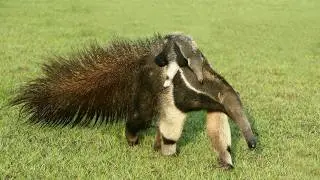 Anteater facts: Amazing facts About This Unique Animals!