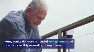 Best Dog Breeds for Seniors and Retirees: Companions for the Golden Years
