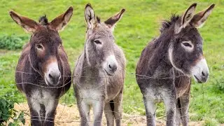 Donkeys and the prophecy of Zechariah fulfilled by Jesus