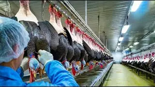 How the Christmas & Thanksgiving Turkey Is Made 🦃 | Inside Mega Turkey Factories (Full Process)
