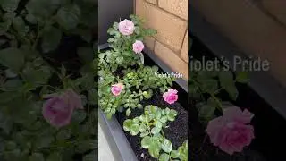 1st year roses bloom in fall | Apricot Cream, Queen of Sweden, Angel Face, Violet's Pride, Koko Loko