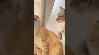 Oyen reaction 🤣🤣🤣