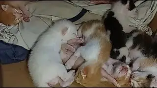 Kucing Family Real sedang live sekarang!bayi kucing bertumpuk tumpuk