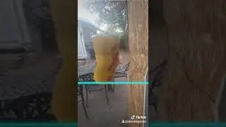 tiktok scanner
