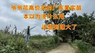 爷爷花高价从广东回一棵果实苗，本以为没啥用出，没想到赚大了