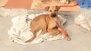 Stray dog living on cold street without food and water help them to feed #pain #stray #winter #puppy