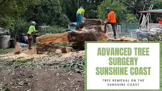 Advanced Tree Surgery Sunshine Coast - Tree Service Near Me | Tree Trimming & Lopping Sunshine Coast