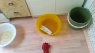 Заливают соседи ( Квартирный дождь)