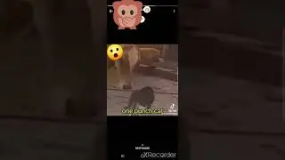 one punch cat