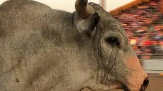 PBR - Bulls Gone Wild