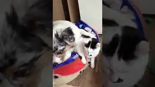 Australian Shepherd and Cat cleaning each other!