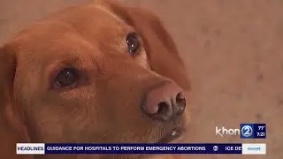 BBB: trending social media scam targets animal lovers, kind-hearted donors