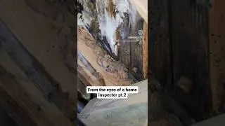 PSA: Don't skip a home inspection #charlotte #homeinspection #homeinspections #mold  #crawlspace