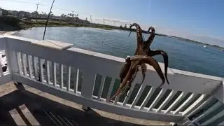 CAUGHT AN ALIEN(OCTOPUS) FISHING! PREGNANT STINGRAYS WERE HUNGRY