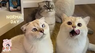 Mỗi Khi Mẹ Na Đi L&agrave;m Về Th&igrave; Bi-Mon-&Uacute;t-D&acirc;u Sẽ Như Thế N&agrave;o? | Nh&agrave; c&ocirc; Na #19