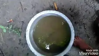 Fish jumping out of pot