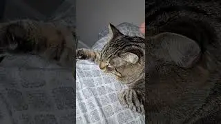 cat man sleeping