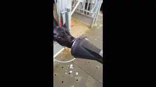 calf rail agid