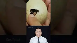 PRIA INI NEMU TELUR ANGSA DIA RAWAT SAMPE BESAR |Susilo ok #shorts