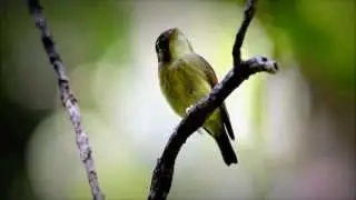Russet-winged Spadebill (Platyrhinchus leucoryphus)